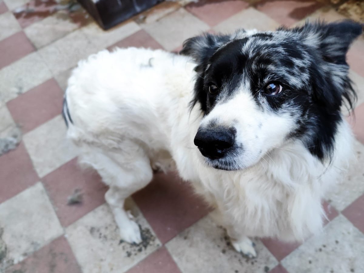 Adotta un cane, maschio, 2 anni, Bari