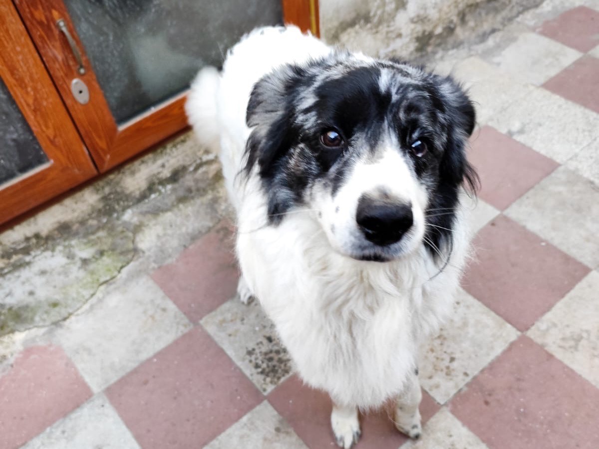 Adotta un cane, taglia media, maschio, Bari