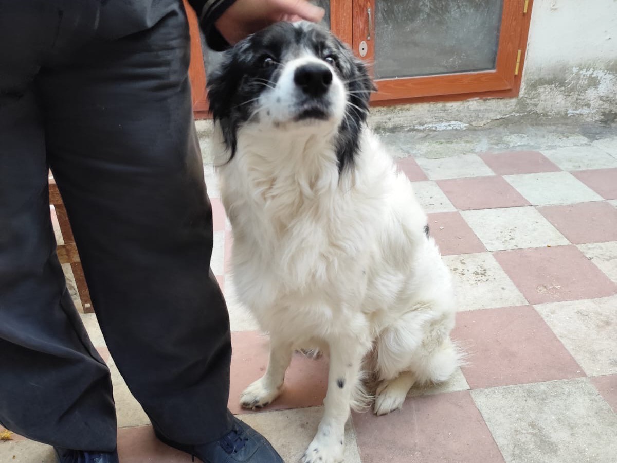 Adotta il cane Alex Angel a Bari