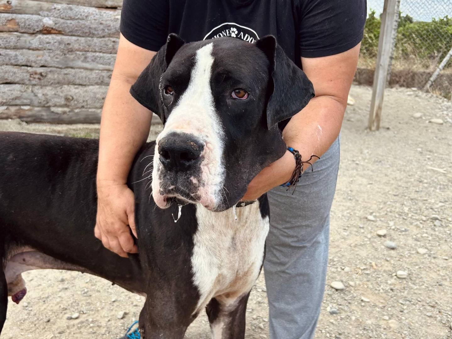 Adozione cane, maschio, Alano Razza sconosciuta, 5 anni e 4 mesi, taglia gigante, Crotone