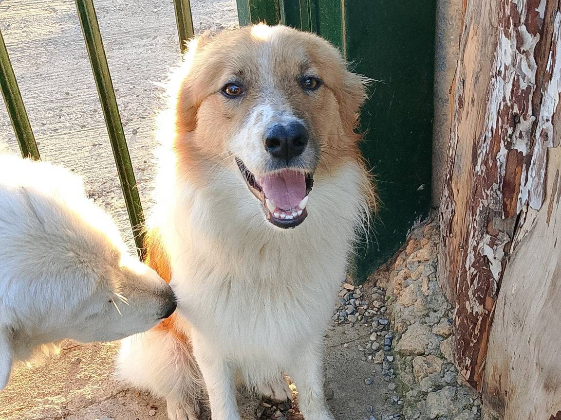Adozione cane, maschio, Razza sconosciuta Razza sconosciuta, 1 anno e 4 mesi, taglia media contenuta, Crotone