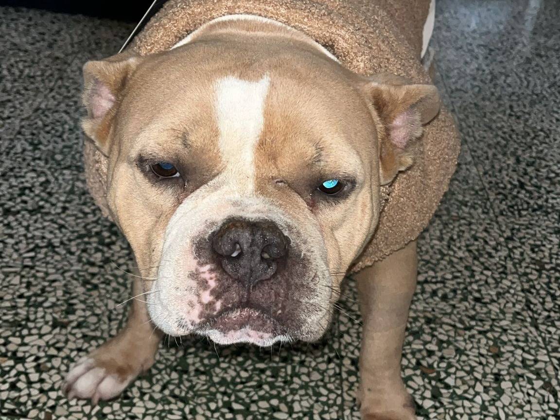 Adotta un cane, femmina, 7 anni e 11 mesi, Pavia