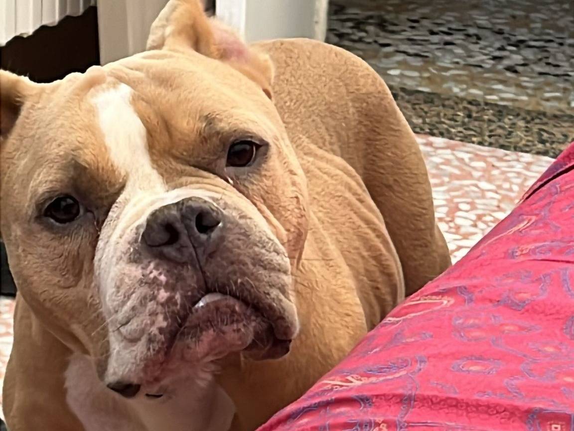 Adotta un cane, taglia media, femmina, Pavia