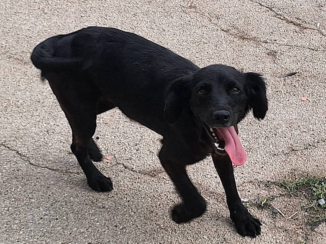 Adozione cane, femmina, Razza sconosciuta Razza sconosciuta, 1 anno e 3 mesi, taglia piccola, Teramo