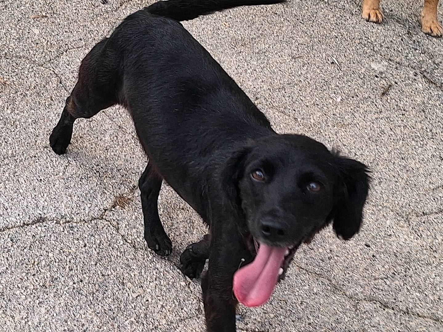 Adotta un cane, femmina, 1 anno e 3 mesi, Teramo