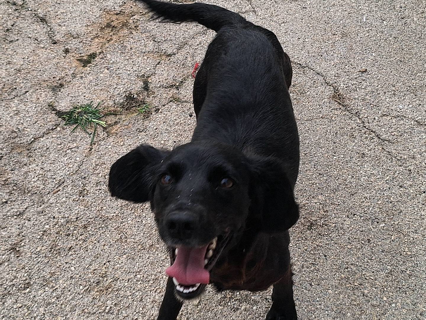 Adotta un cane, taglia piccola, femmina, Teramo