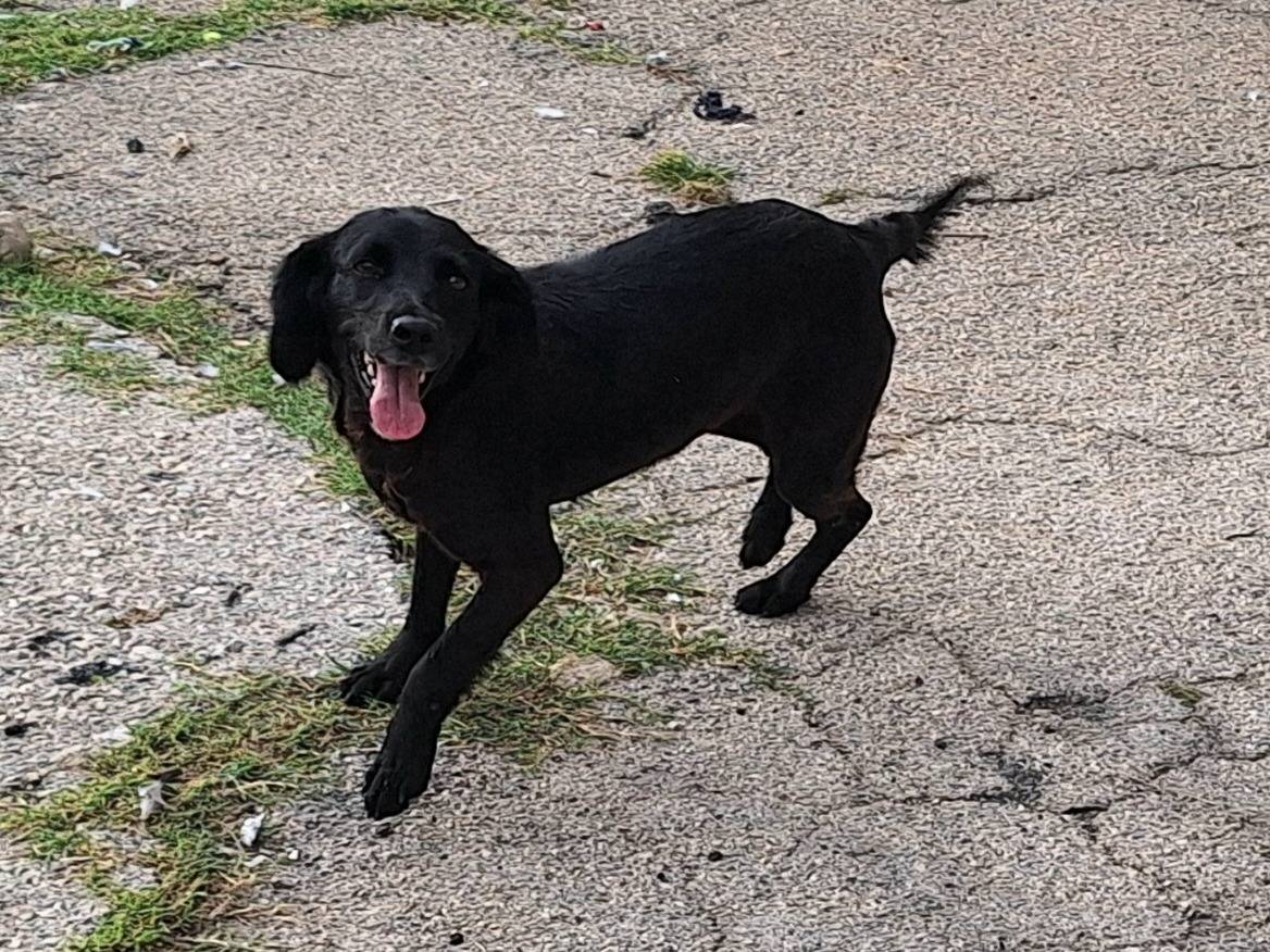 Vuoi adottare un cane a Teramo?