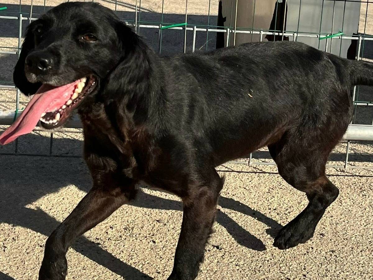 Adotta il cane Angelina  a Teramo