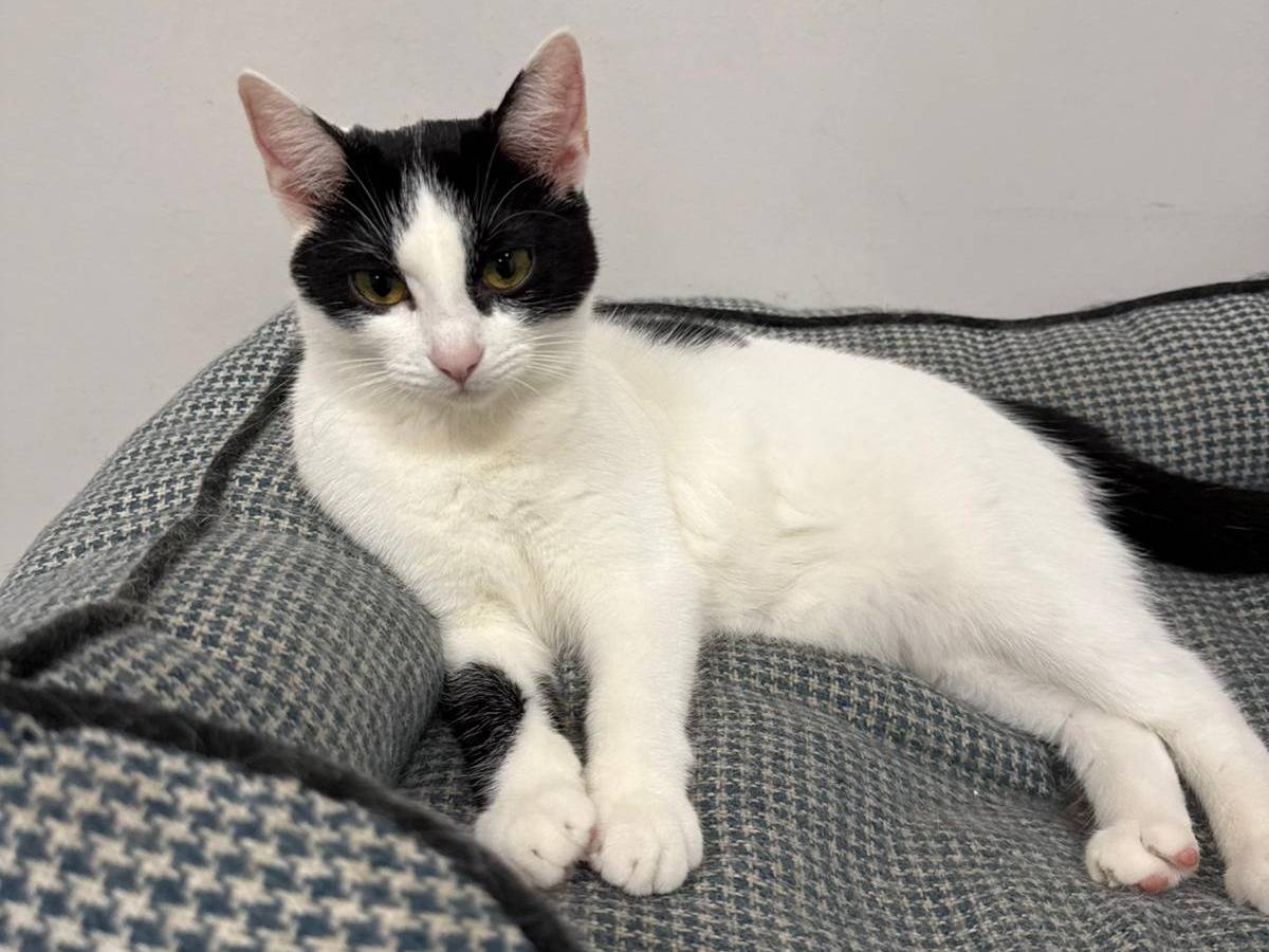 Adozione gatto, femmina, Razza sconosciuta Razza sconosciuta, 4 mesi, taglia non valida, Roma