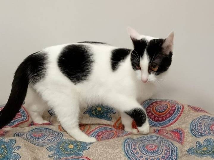 Adotta un gatto, femmina, 4 mesi, Roma