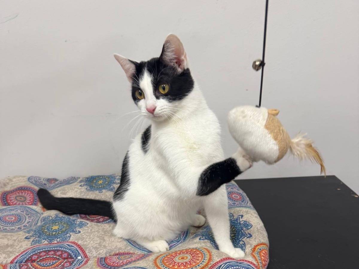 Adotta un gatto, taglia non valida, femmina, Roma