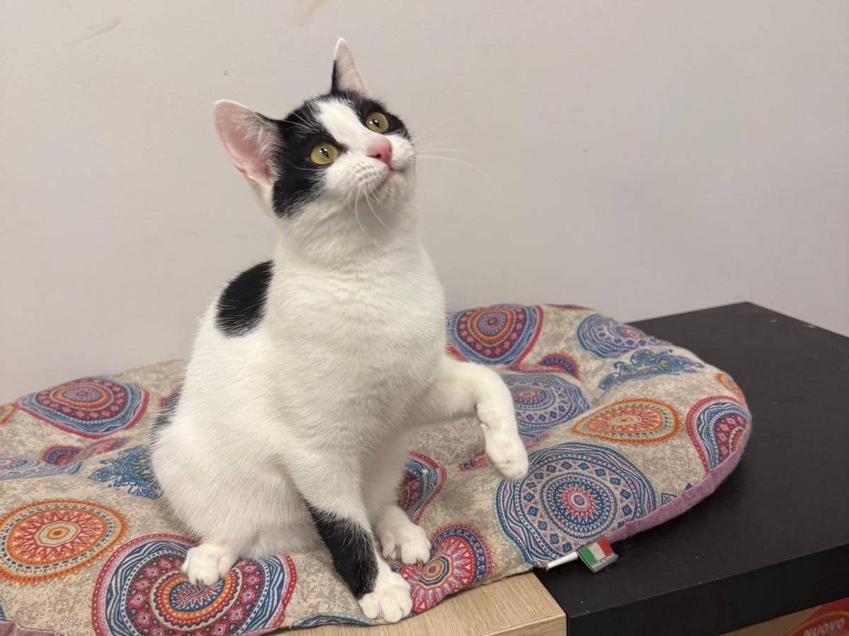 Vuoi adottare un gatto a Roma?