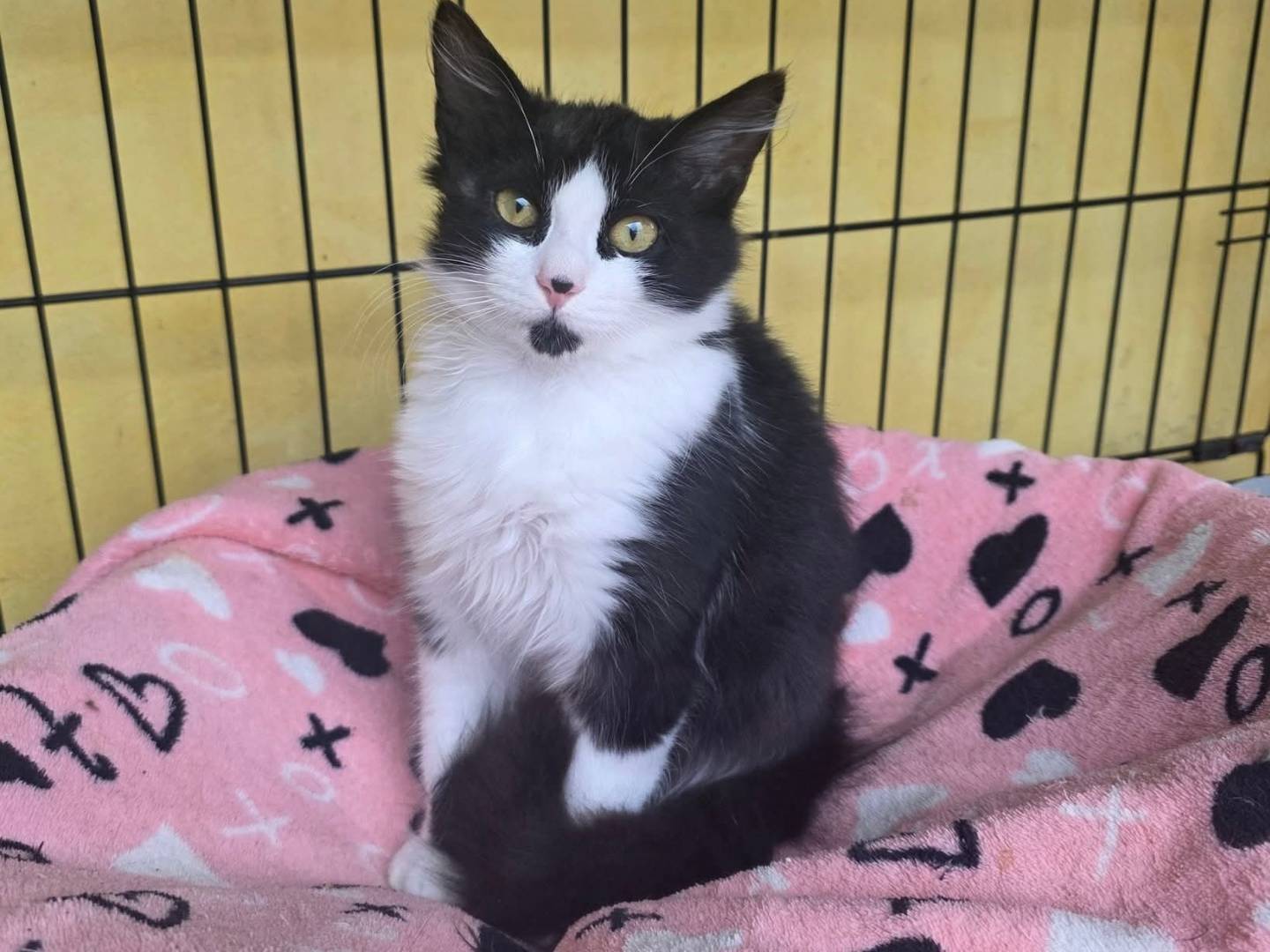 Adozione gatto, maschio, Razza sconosciuta Razza sconosciuta, 1 mesi, taglia non valida, Roma