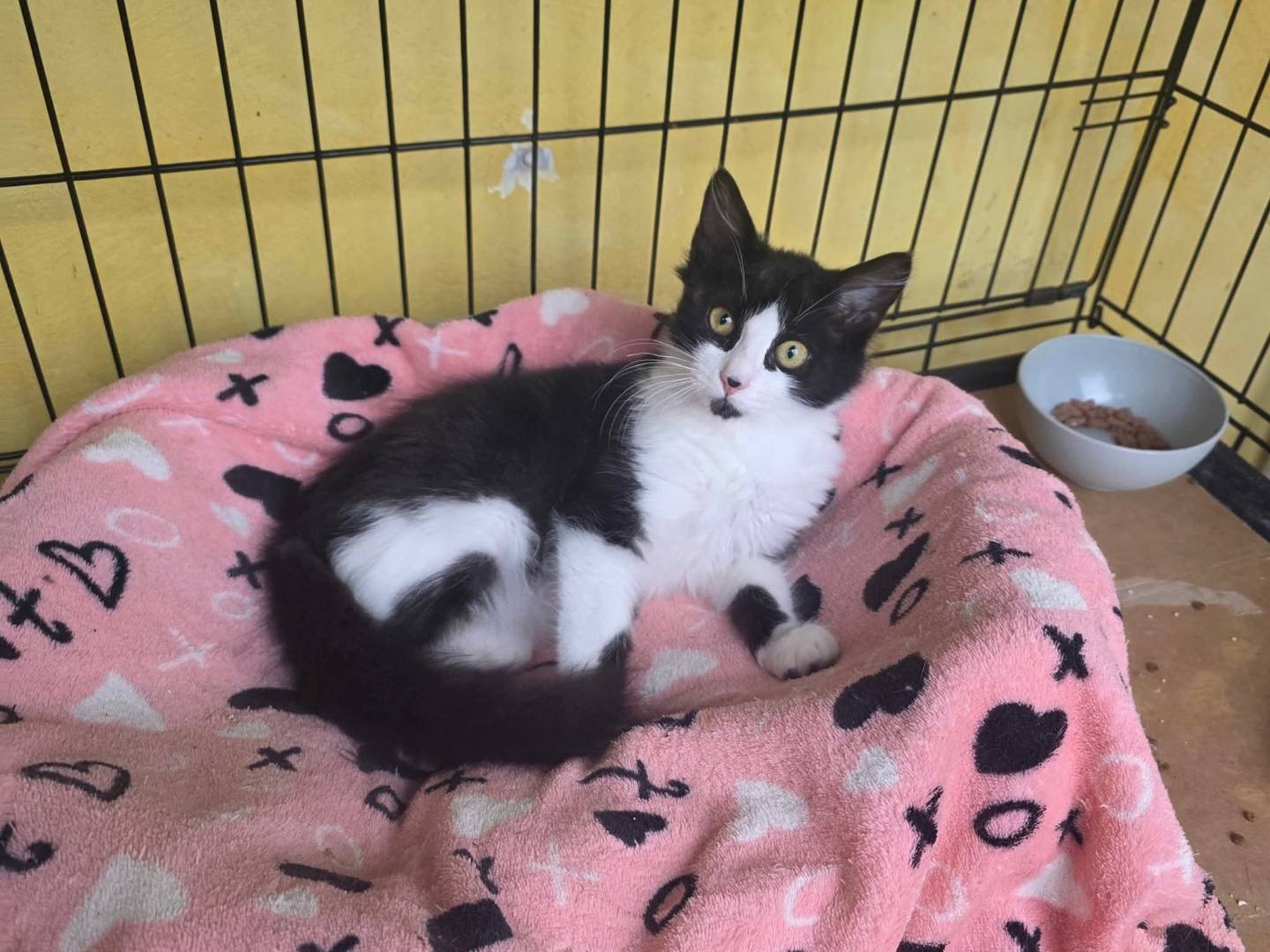 Adotta un gatto, maschio, 1 mesi, Roma