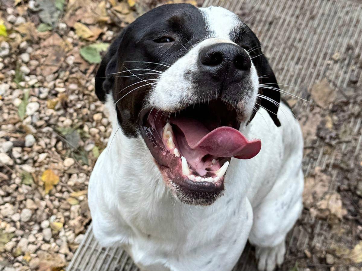 Adozione cane, maschio, Pointer Razza sconosciuta, 1 anno e 3 mesi, taglia media, Teramo