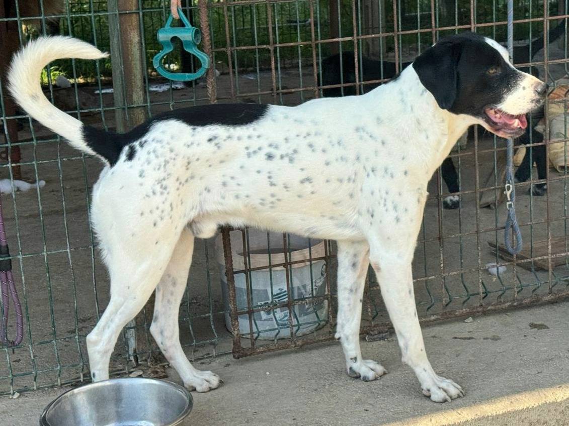 Adotta un cane, maschio, 1 anno e 3 mesi, Teramo