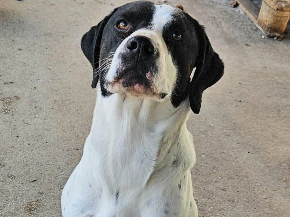 Adotta un cane, taglia media, maschio, Teramo