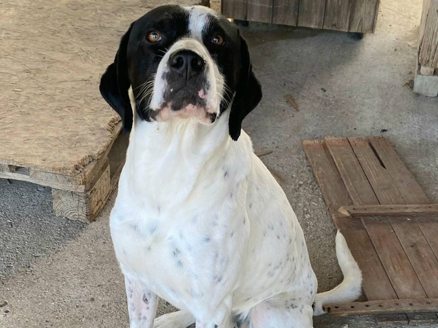 Adotta il cane Micky  a Teramo