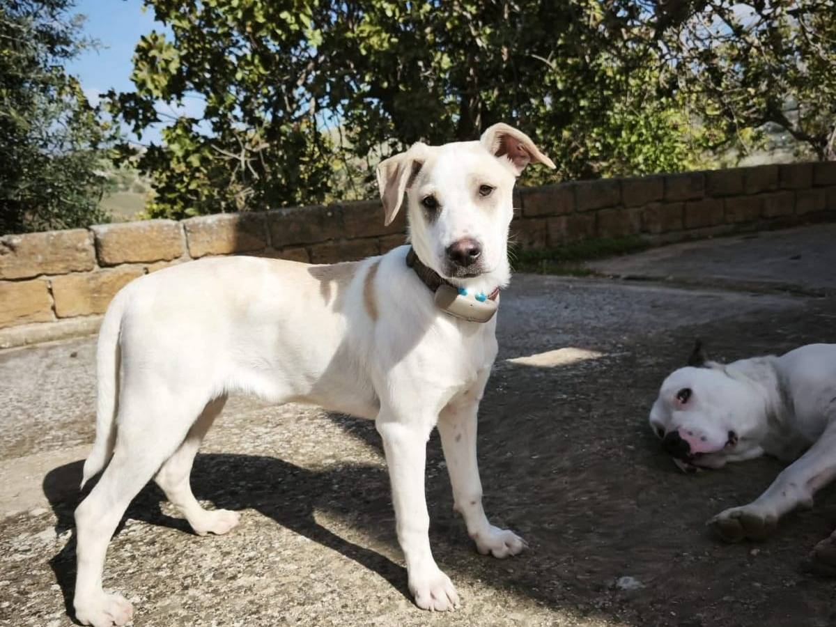 Adozione cane, maschio, Razza sconosciuta Razza sconosciuta, 4 mesi, taglia media contenuta, Agrigento