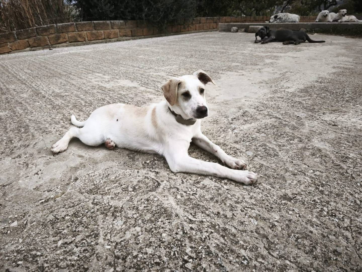 Adotta un cane, maschio, 4 mesi, Agrigento
