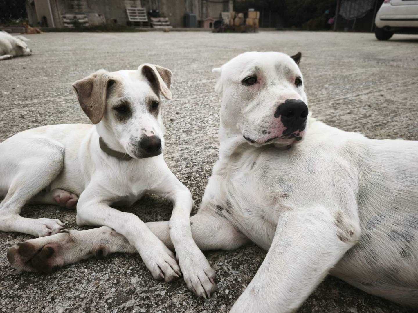 Adotta un cane, taglia media contenuta, maschio, Agrigento