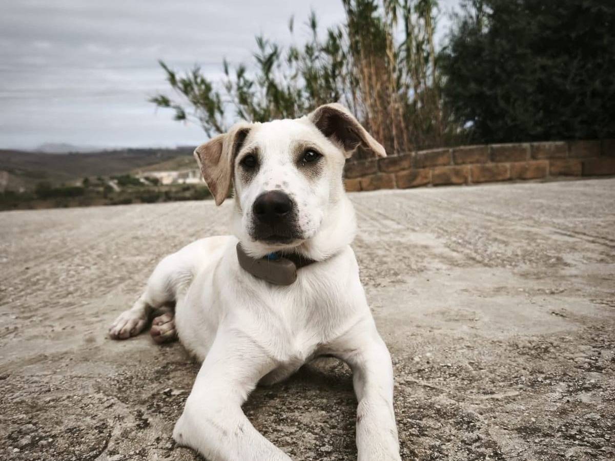 Adotta il cane Pier a Agrigento