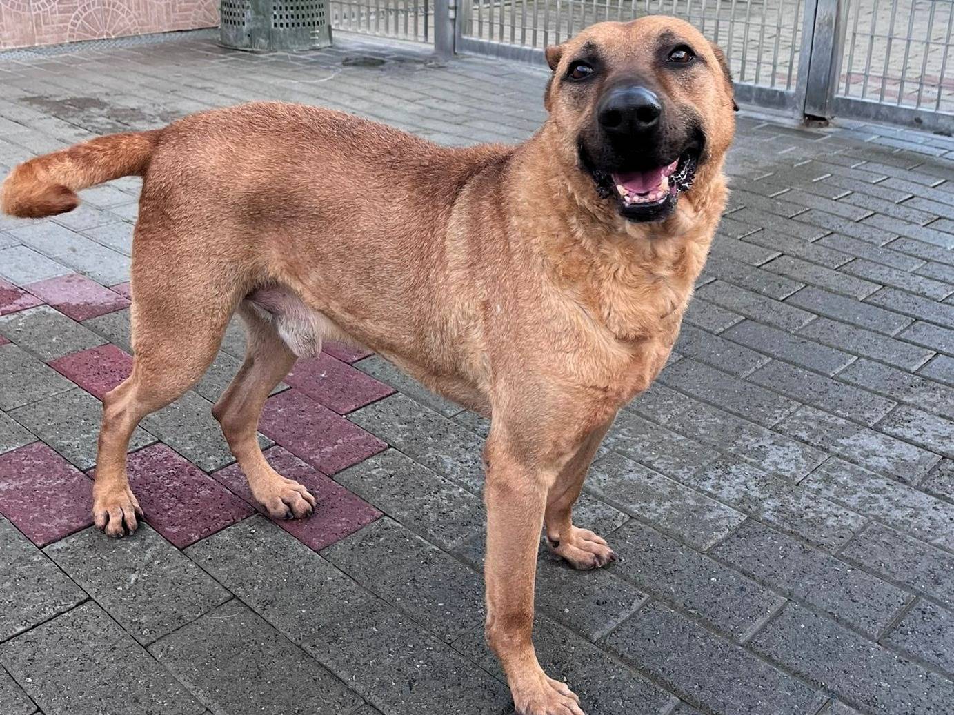 Adozione cane, maschio, Razza sconosciuta Razza sconosciuta, 8 anni e 3 mesi, taglia media, Milano