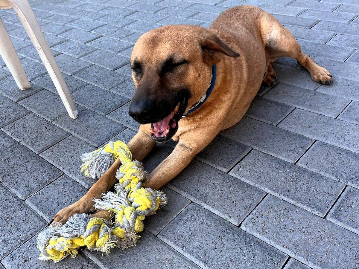 Adotta un cane, maschio, 8 anni e 3 mesi, Milano