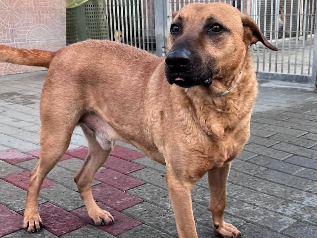 Adotta un cane, taglia media, maschio, Milano