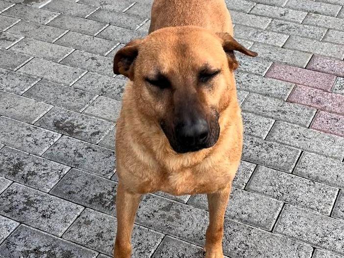 Adotta il cane ARGO a Milano
