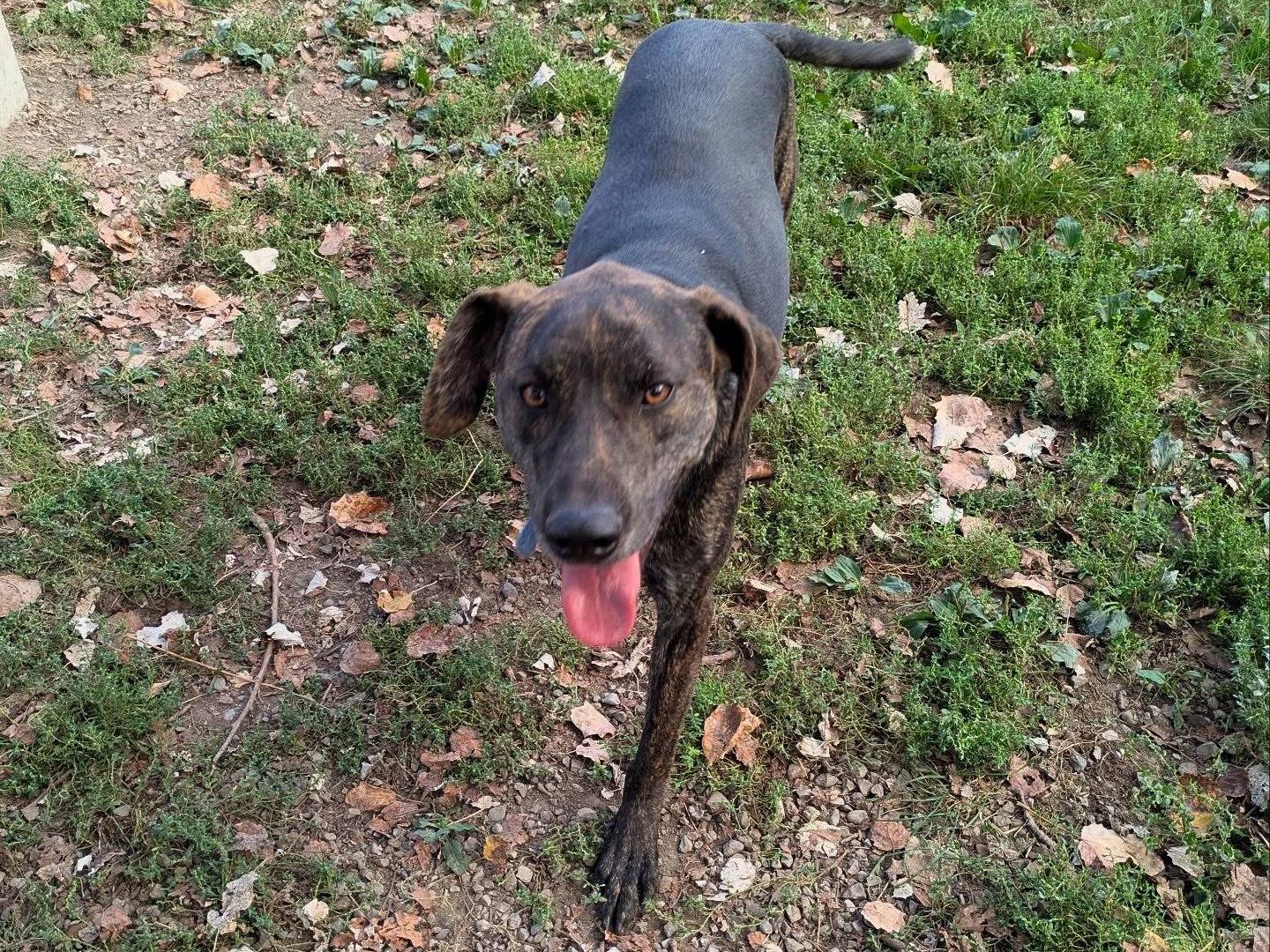 Adozione cane, maschio, Razza sconosciuta Razza sconosciuta, 1 anno e 6 mesi, taglia media, Bologna