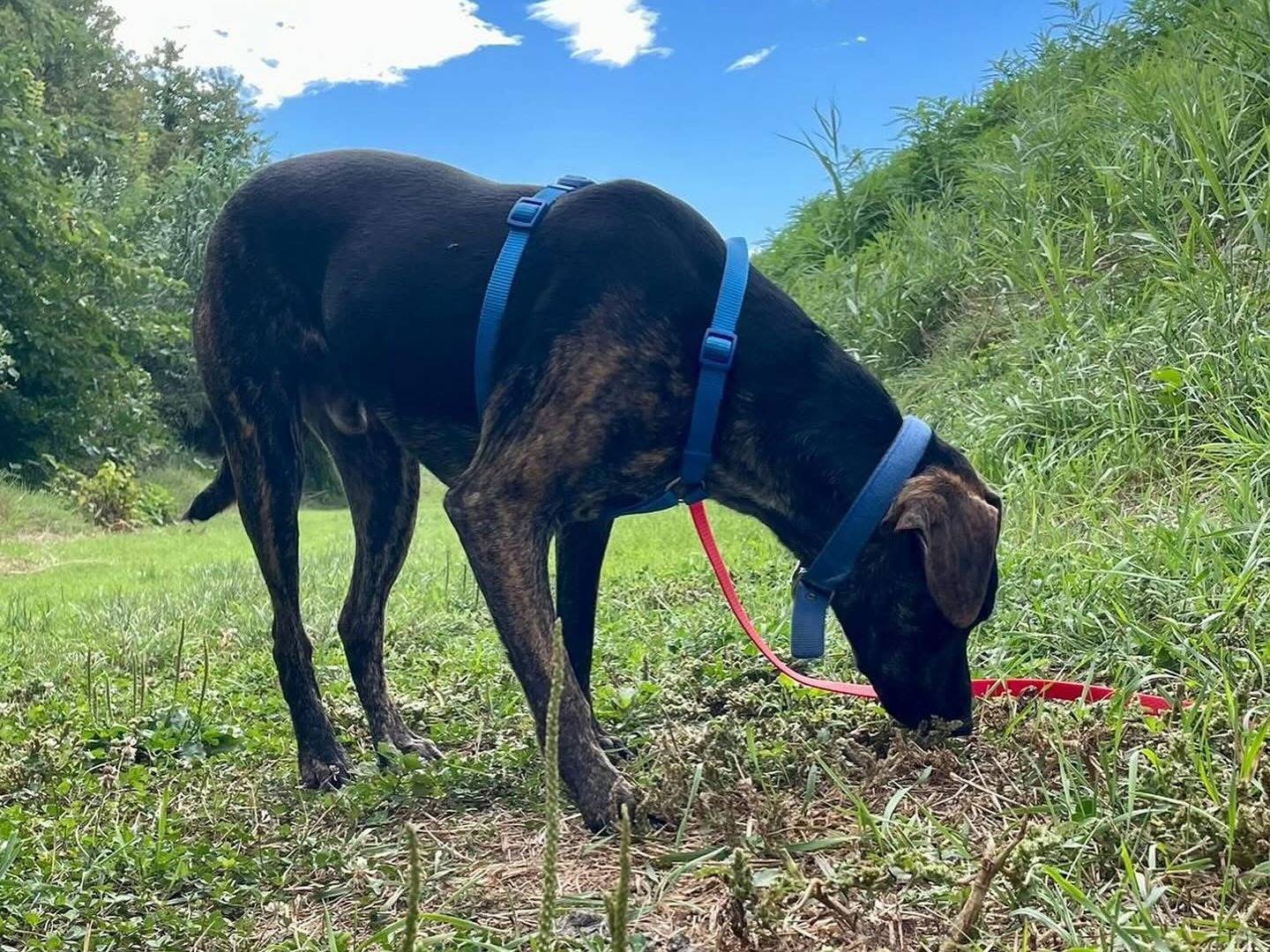Adotta un cane, taglia media, maschio, Bologna