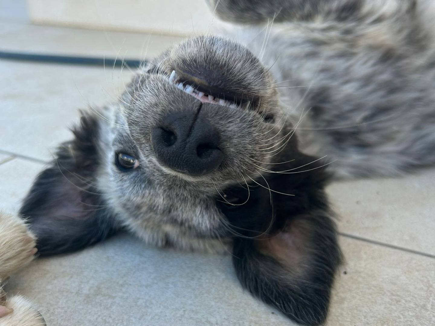 Adotta un cane, femmina, 3 mesi, Cosenza