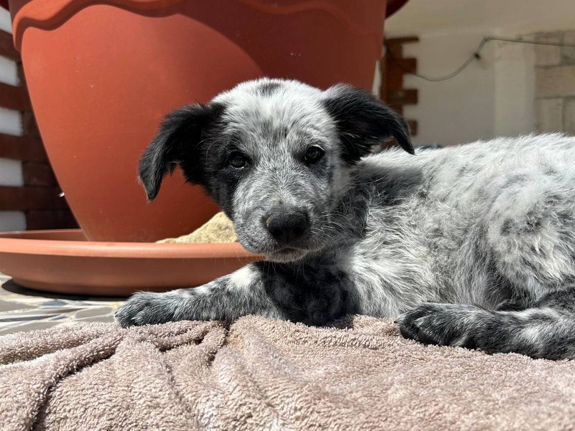 Adotta un cane, taglia media, femmina, Cosenza