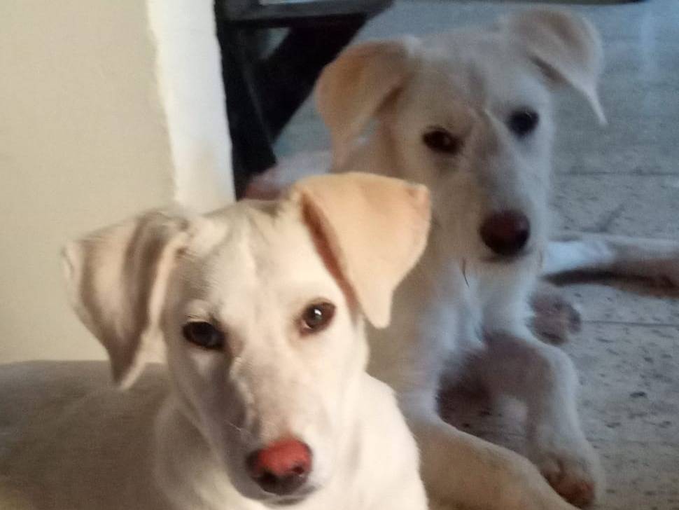 Vuoi adottare un cane a Cosenza?