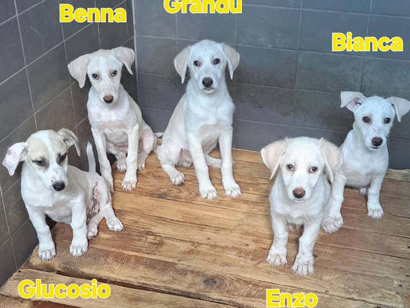 Adotta il cane GRANDU a Cosenza