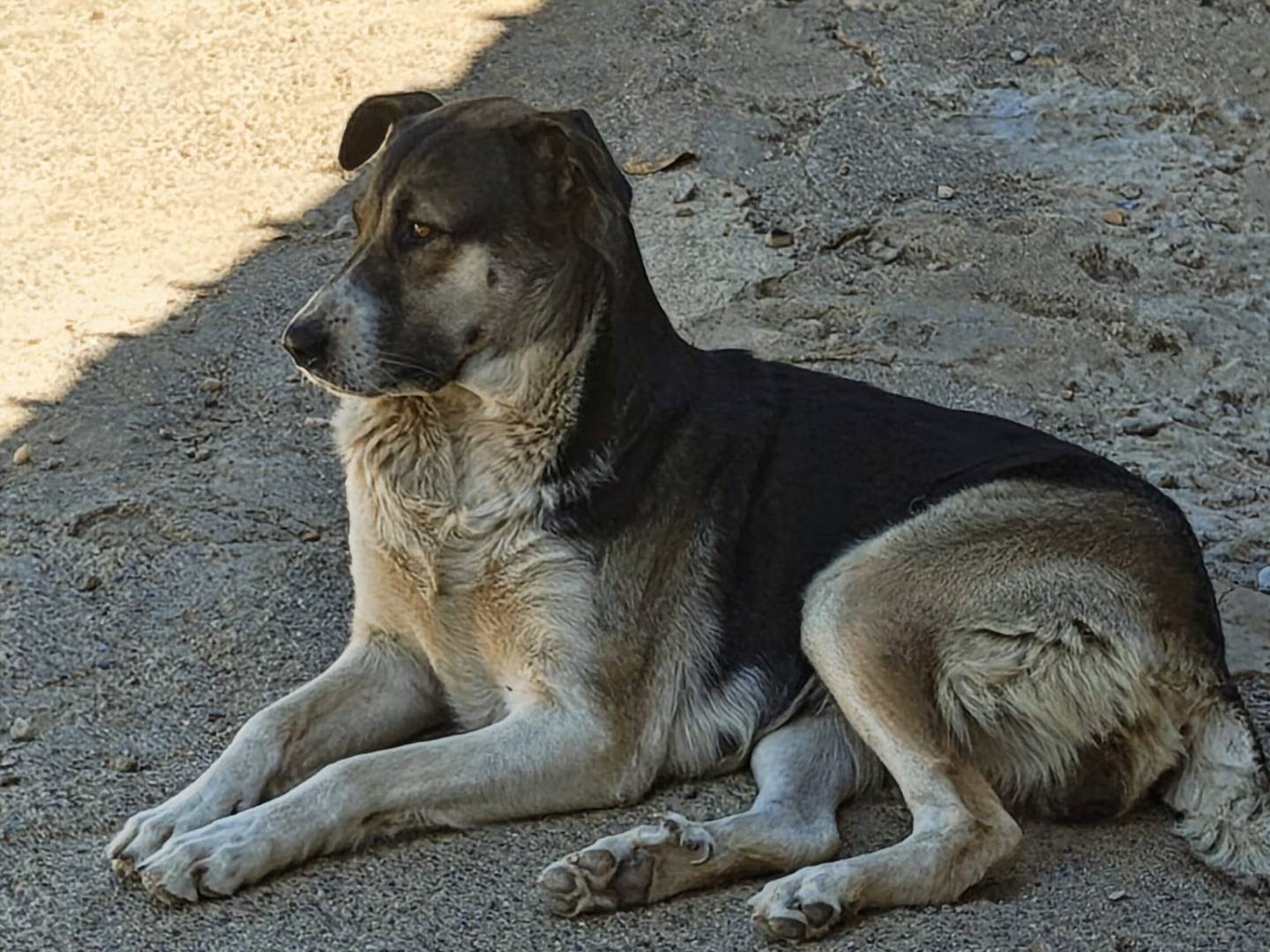 Adotta il cane MAGDA a Cosenza
