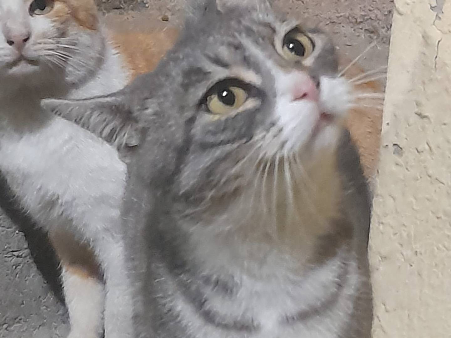 Adozione gatto, femmina, Razza sconosciuta Razza sconosciuta, 1 anno, taglia non valida, Cosenza