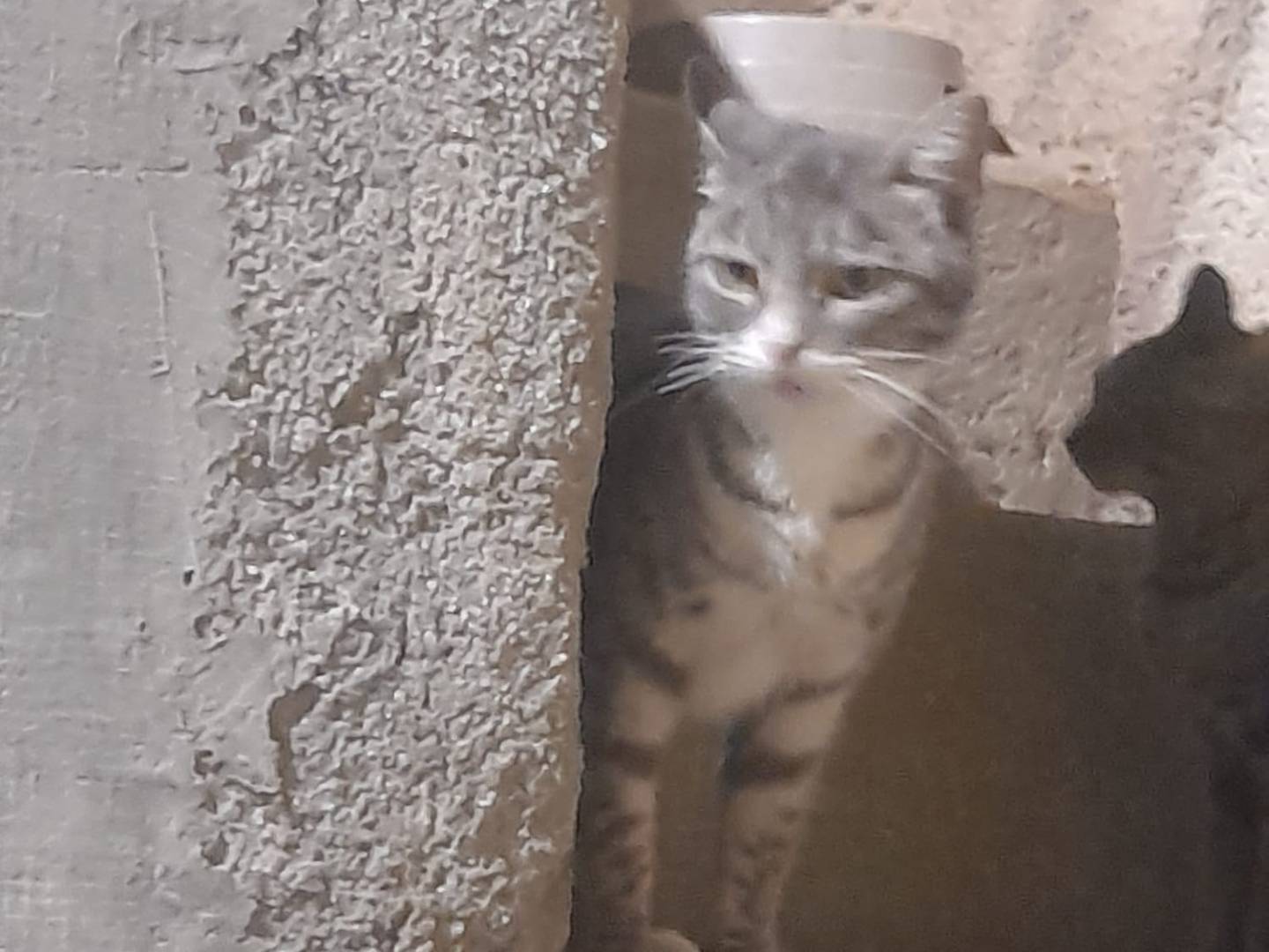 Adotta un gatto, femmina, 1 anno, Cosenza