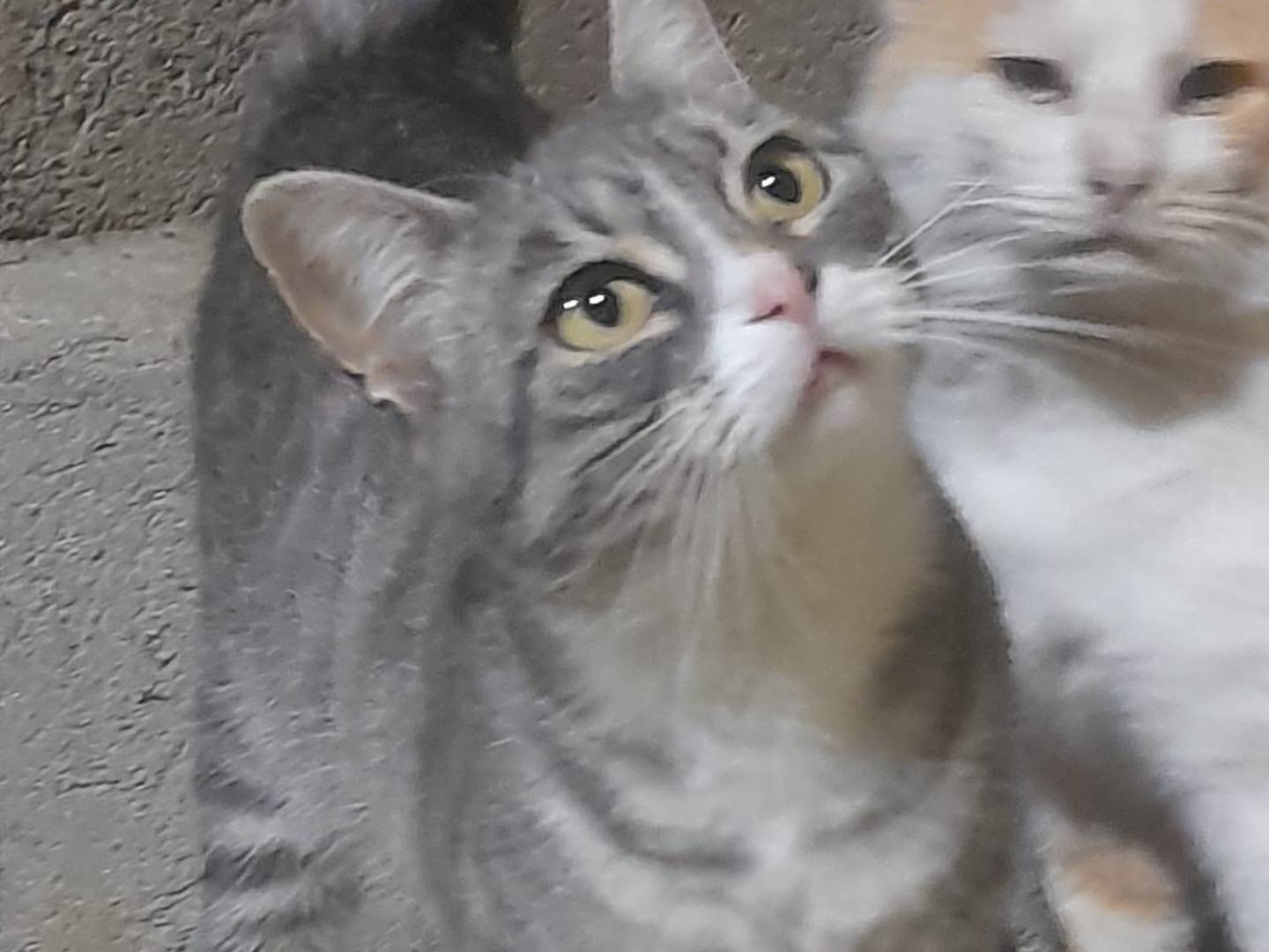 Adotta un gatto, taglia non valida, femmina, Cosenza