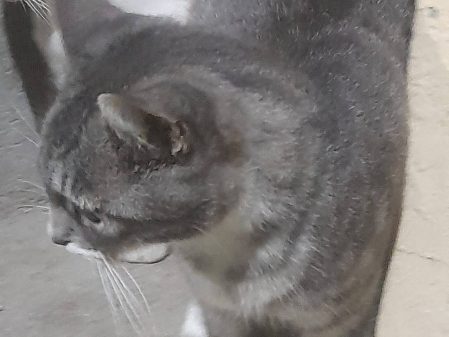 Vuoi adottare un gatto a Cosenza?