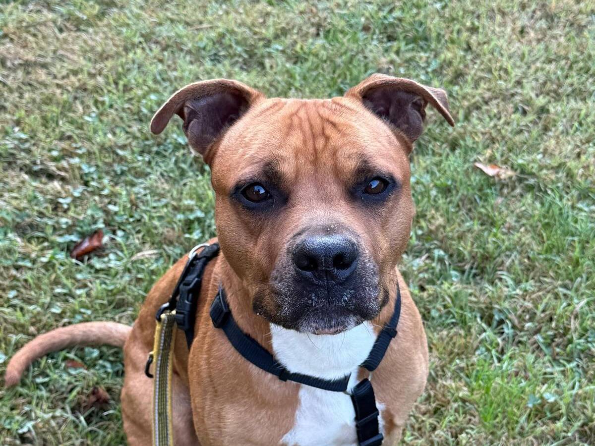 Adozione cane, maschio, Amstaff Razza sconosciuta, 4 anni e 5 mesi, taglia grande, Bologna