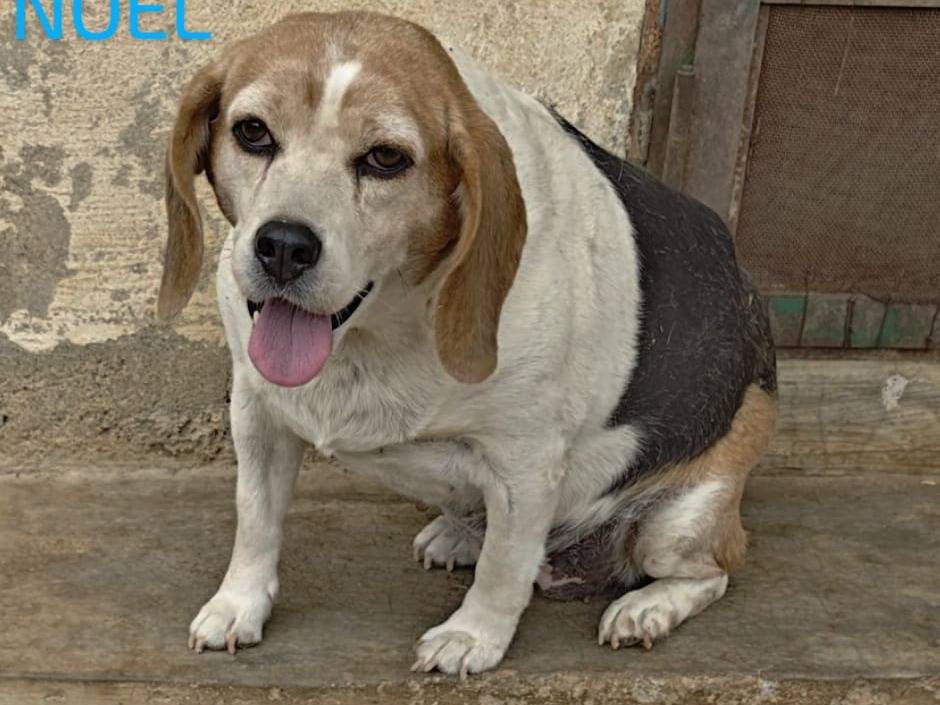 Foto 3 dell'animale
