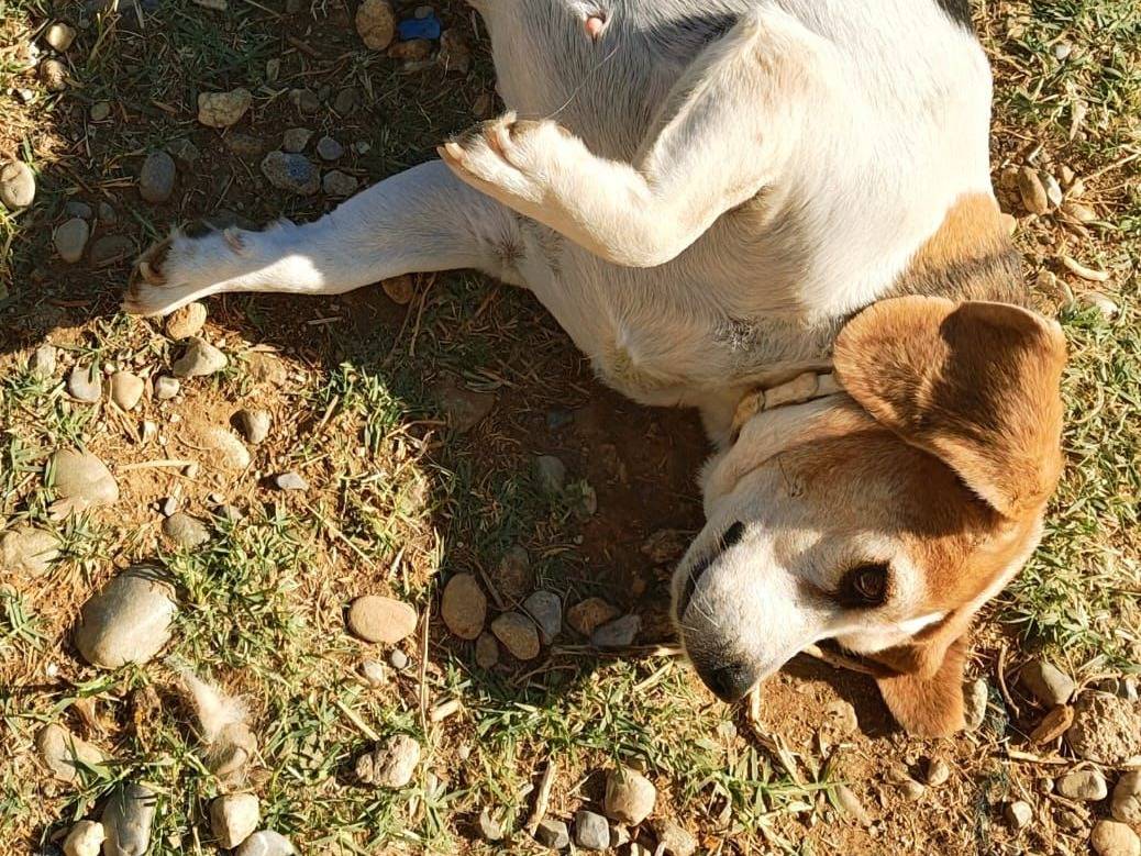 Vuoi adottare un cane a Cosenza?