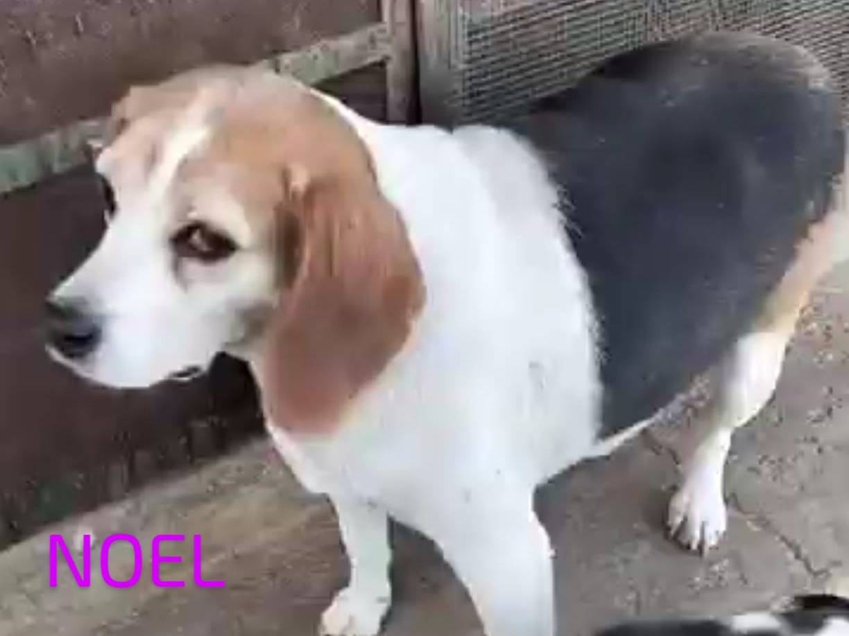 Adotta il cane NOEL a Cosenza