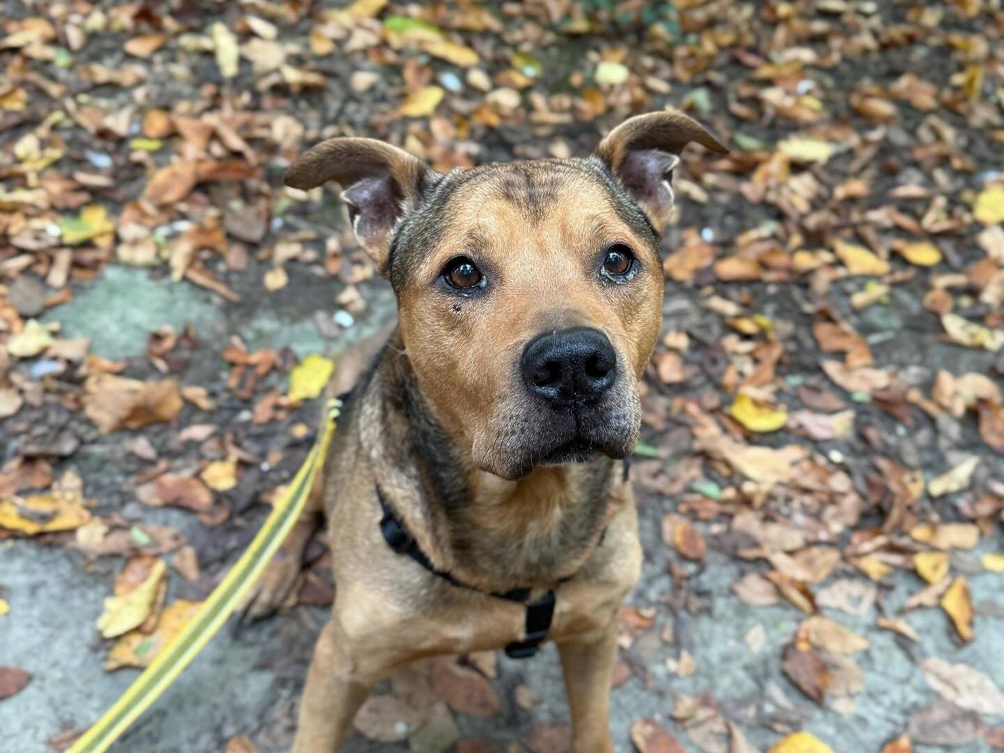 Adozione cane, maschio, Pitbull Razza sconosciuta, 12 anni e 5 mesi, taglia grande, Bologna