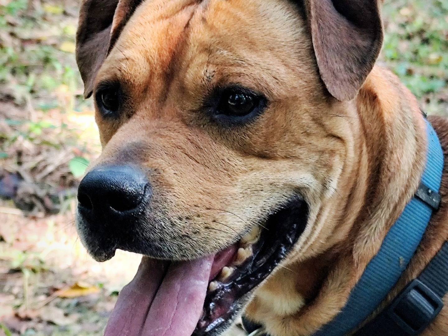 Adotta un cane, taglia grande, maschio, Bologna