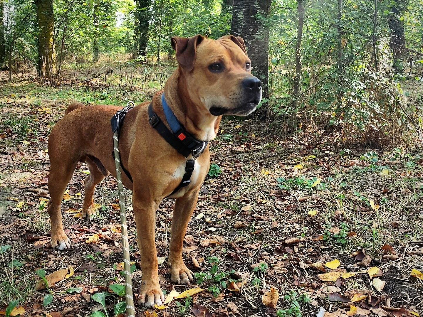 Vuoi adottare un cane a Bologna?