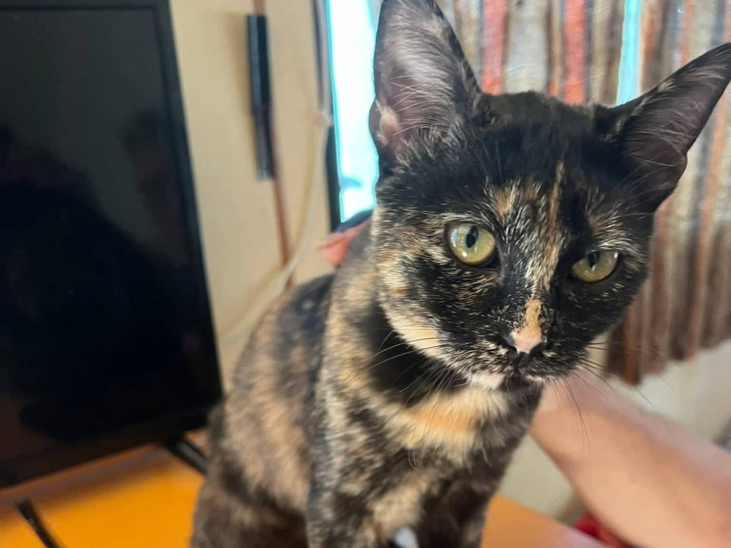 Adozione gatto, femmina, Razza sconosciuta Razza sconosciuta, 3 mesi, taglia non valida, Napoli