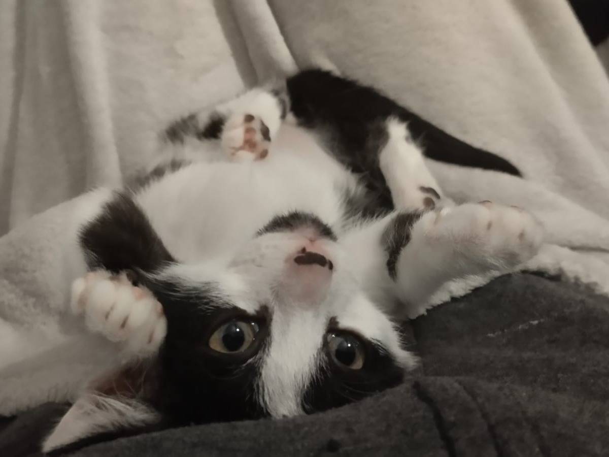 Adozione gatto, maschio, Razza sconosciuta Razza sconosciuta, 2 mesi, taglia non valida, Bari